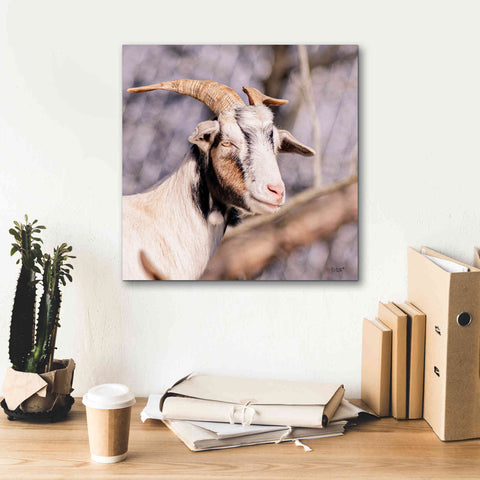 Image of 'Brown Goat' by Donnie Quillen Canvas Wall Art,18 x 18