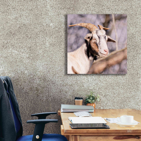 Image of 'Brown Goat' by Donnie Quillen Canvas Wall Art,26 x 26