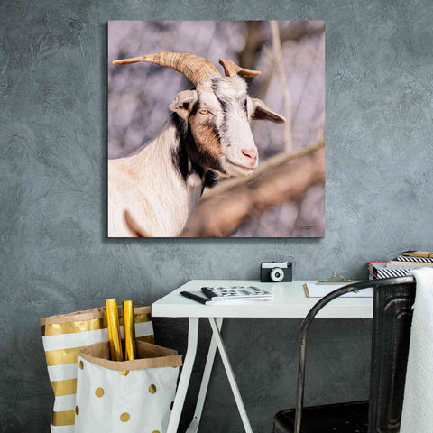 Image of 'Brown Goat' by Donnie Quillen Canvas Wall Art,26 x 26