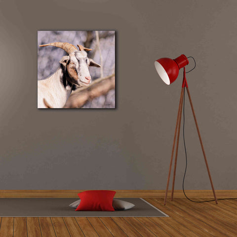 Image of 'Brown Goat' by Donnie Quillen Canvas Wall Art,26 x 26