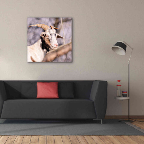 Image of 'Brown Goat' by Donnie Quillen Canvas Wall Art,37 x 37