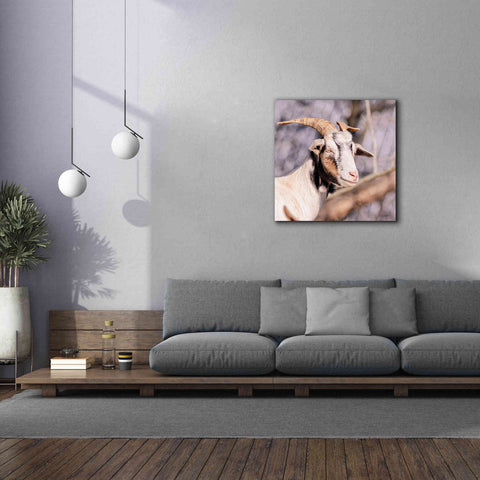 Image of 'Brown Goat' by Donnie Quillen Canvas Wall Art,37 x 37