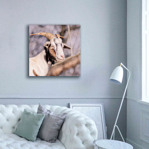 Image of 'Brown Goat' by Donnie Quillen Canvas Wall Art,37 x 37