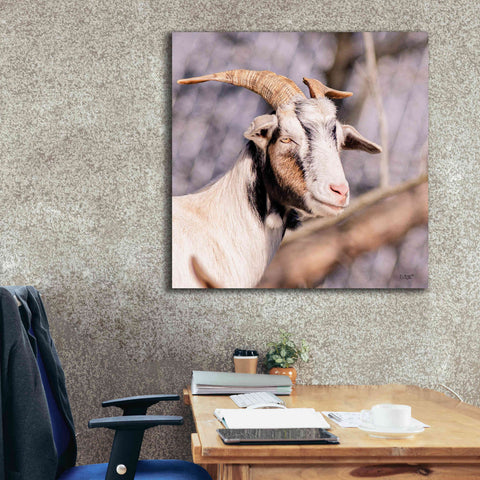 Image of 'Brown Goat' by Donnie Quillen Canvas Wall Art,37 x 37