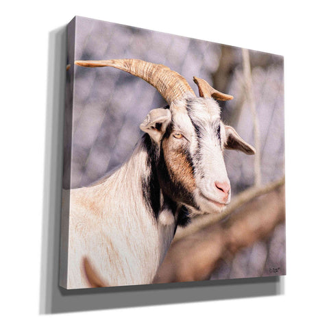 Image of 'Brown Goat' by Donnie Quillen Canvas Wall Art