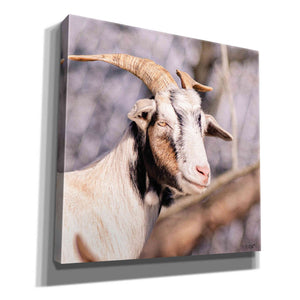 'Brown Goat' by Donnie Quillen Canvas Wall Art