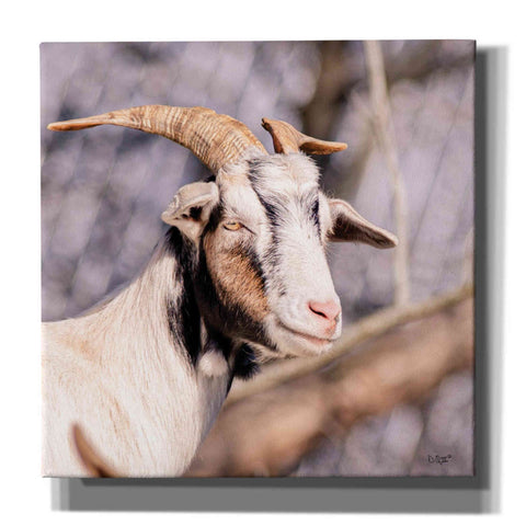 Image of 'Brown Goat' by Donnie Quillen Canvas Wall Art