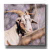 'Brown Goat' by Donnie Quillen Canvas Wall Art