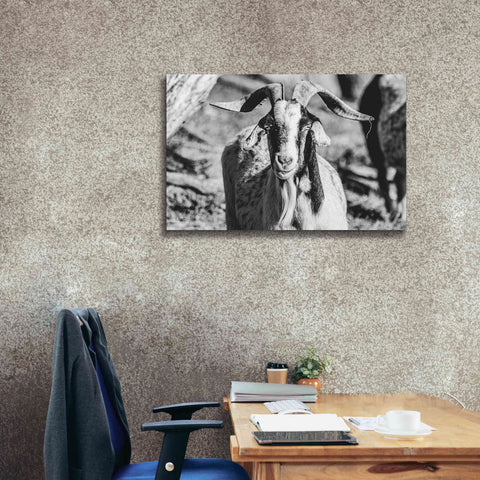Image of 'Bearded Goat' by Donnie Quillen Canvas Wall Art,40 x 26