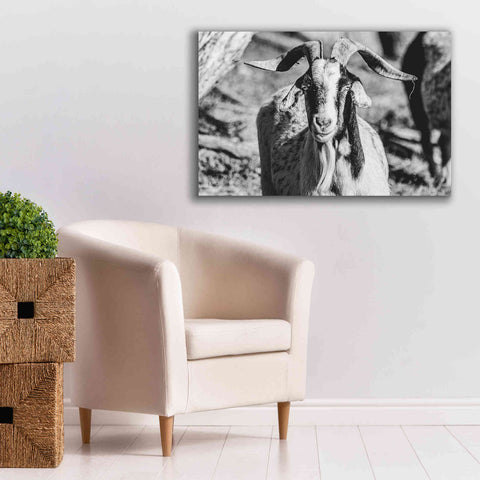 Image of 'Bearded Goat' by Donnie Quillen Canvas Wall Art,40 x 26