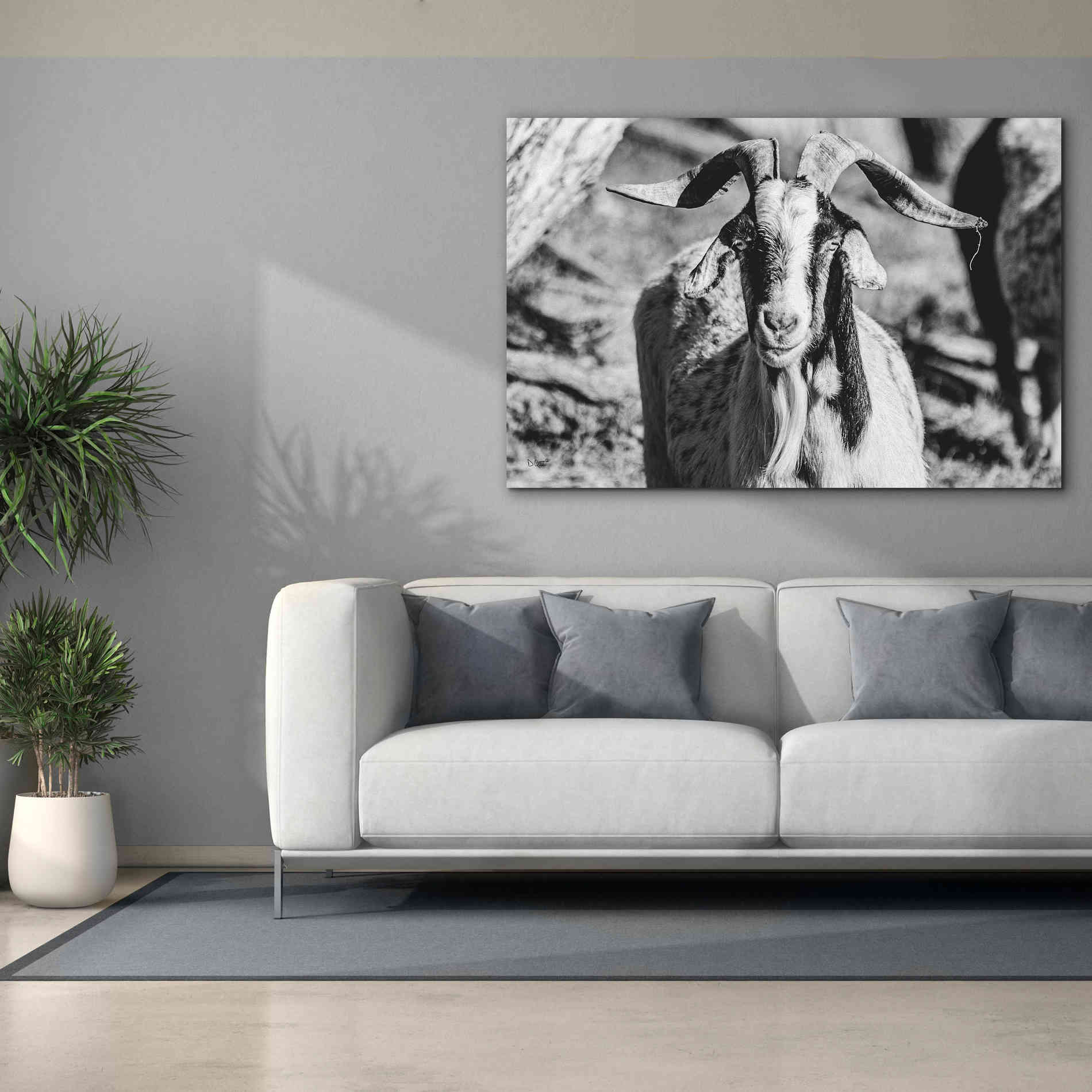 'Bearded Goat' by Donnie Quillen Canvas Wall Art,60 x 40