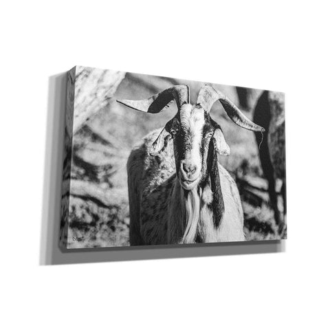Image of 'Bearded Goat' by Donnie Quillen Canvas Wall Art