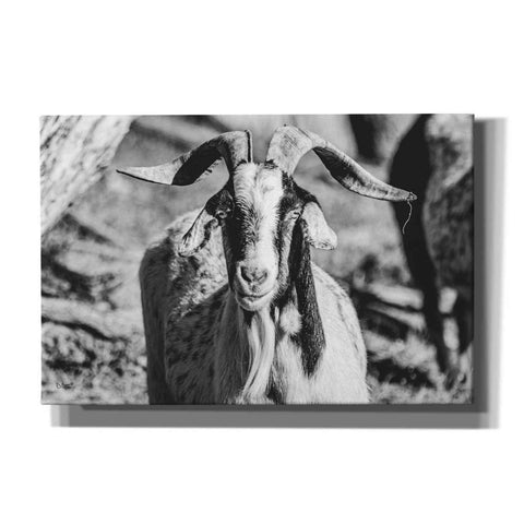 Image of 'Bearded Goat' by Donnie Quillen Canvas Wall Art
