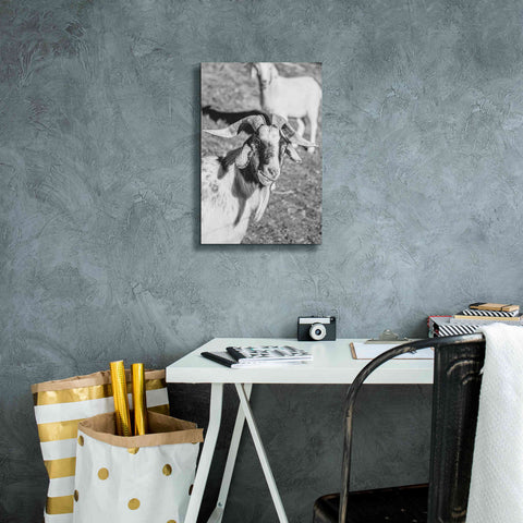 Image of 'Eating Goat' by Donnie Quillen Canvas Wall Art,12 x 18