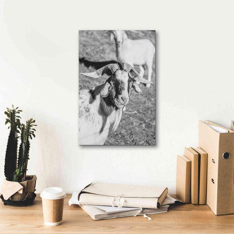Image of 'Eating Goat' by Donnie Quillen Canvas Wall Art,12 x 18