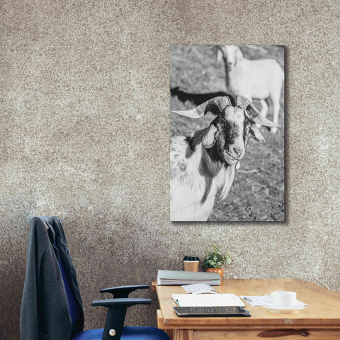 Image of 'Eating Goat' by Donnie Quillen Canvas Wall Art,26 x 40