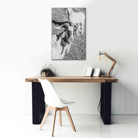 Image of 'Eating Goat' by Donnie Quillen Canvas Wall Art,26 x 40