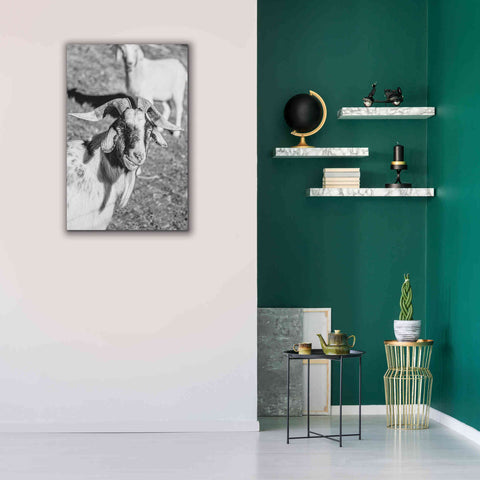 Image of 'Eating Goat' by Donnie Quillen Canvas Wall Art,26 x 40