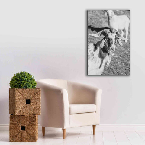 Image of 'Eating Goat' by Donnie Quillen Canvas Wall Art,26 x 40
