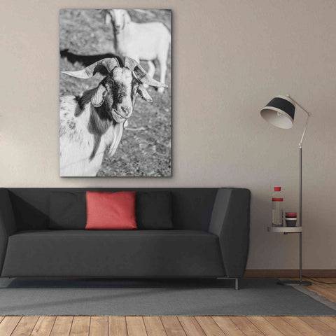 Image of 'Eating Goat' by Donnie Quillen Canvas Wall Art,40 x 60