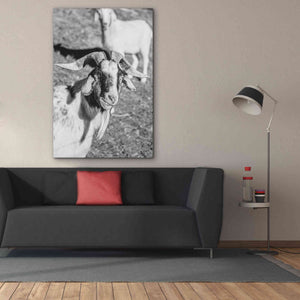 'Eating Goat' by Donnie Quillen Canvas Wall Art,40 x 60