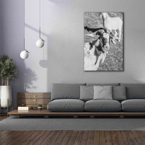 Image of 'Eating Goat' by Donnie Quillen Canvas Wall Art,40 x 60