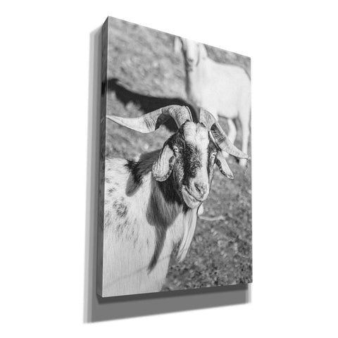 Image of 'Eating Goat' by Donnie Quillen Canvas Wall Art