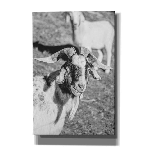 Image of 'Eating Goat' by Donnie Quillen Canvas Wall Art