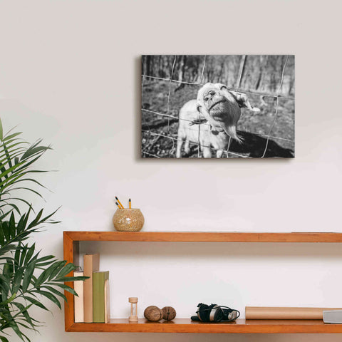 Image of 'Hey Goat' by Donnie Quillen Canvas Wall Art,18 x 12