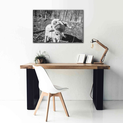 Image of 'Hey Goat' by Donnie Quillen Canvas Wall Art,40 x 26