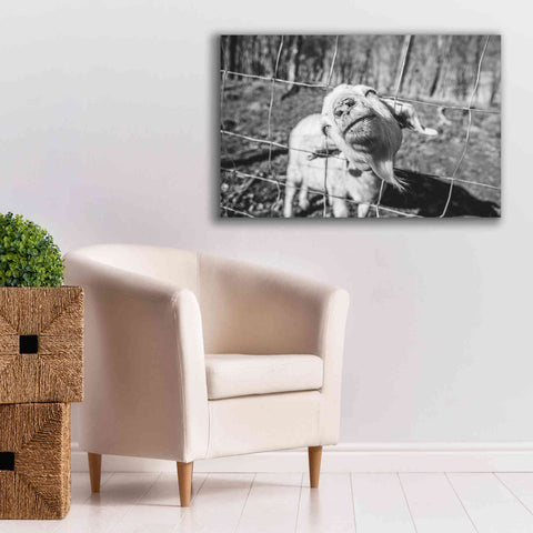 Image of 'Hey Goat' by Donnie Quillen Canvas Wall Art,40 x 26