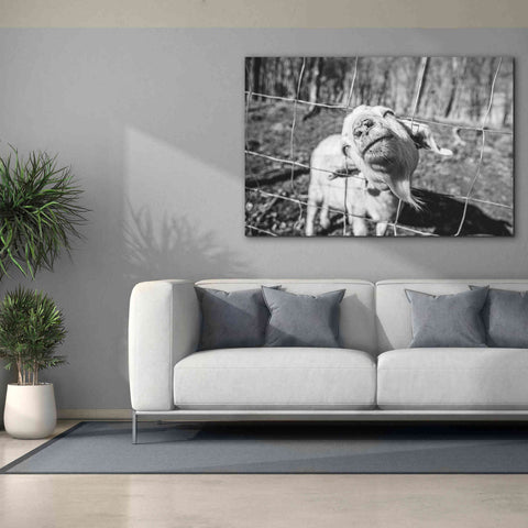 Image of 'Hey Goat' by Donnie Quillen Canvas Wall Art,60 x 40