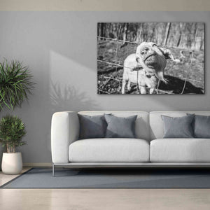 'Hey Goat' by Donnie Quillen Canvas Wall Art,60 x 40