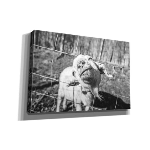 Image of 'Hey Goat' by Donnie Quillen Canvas Wall Art