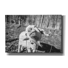 'Hey Goat' by Donnie Quillen Canvas Wall Art