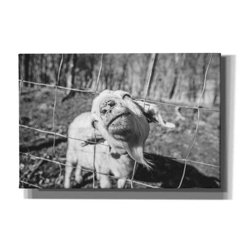 Image of 'Hey Goat' by Donnie Quillen Canvas Wall Art