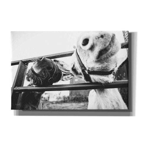 Image of 'Feeding Donkeys' by Donnie Quillen Canvas Wall Art