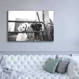 'Hey Donkeys I' by Donnie Quillen Canvas Wall Art,60 x 40