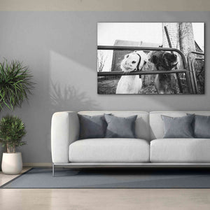 'Hey Donkeys I' by Donnie Quillen Canvas Wall Art,60 x 40