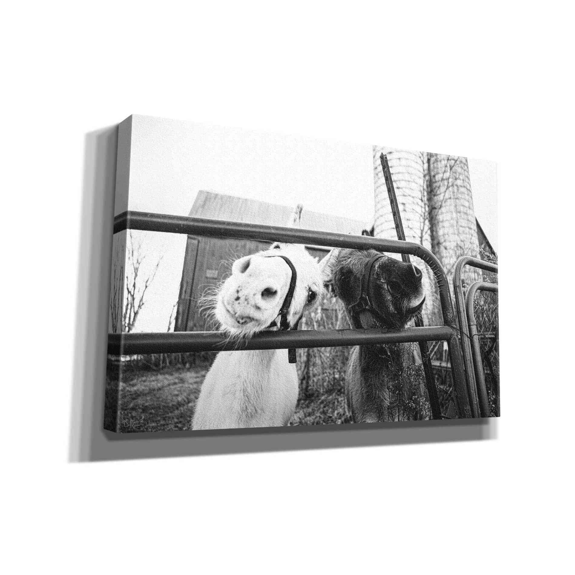 'Hey Donkeys I' by Donnie Quillen Canvas Wall Art