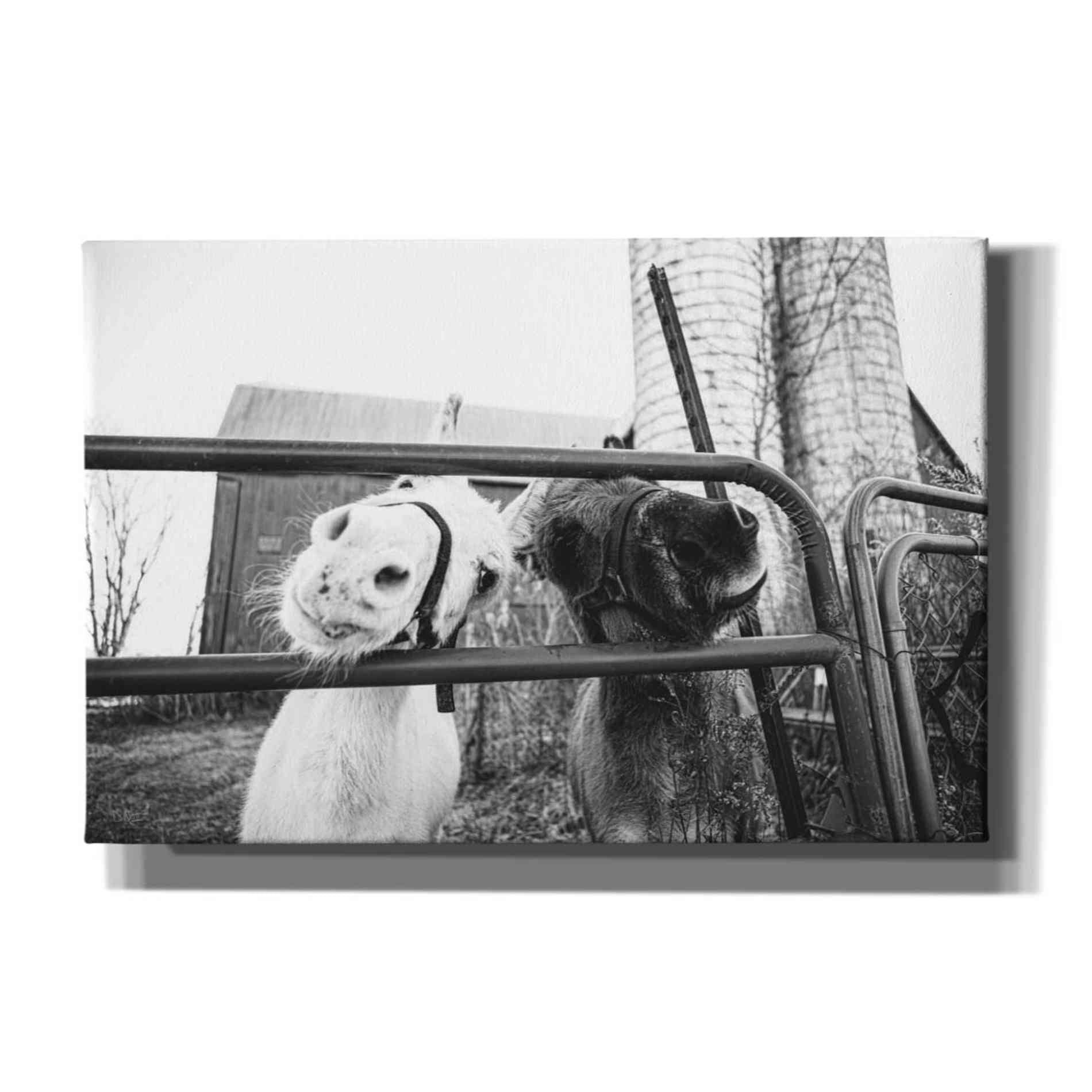 'Hey Donkeys I' by Donnie Quillen Canvas Wall Art