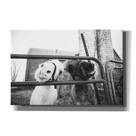 'Hey Donkeys I' by Donnie Quillen Canvas Wall Art