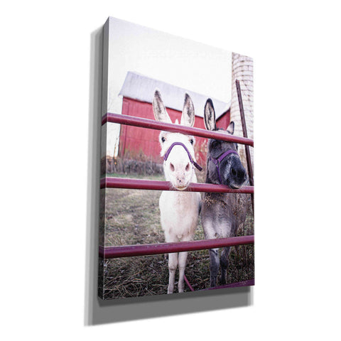 Image of 'Mommy & Daughter Donkeys' by Donnie Quillen Canvas Wall Art