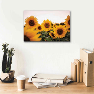 'Sunflower Field' by Donnie Quillen Canvas Wall Art,18 x 12