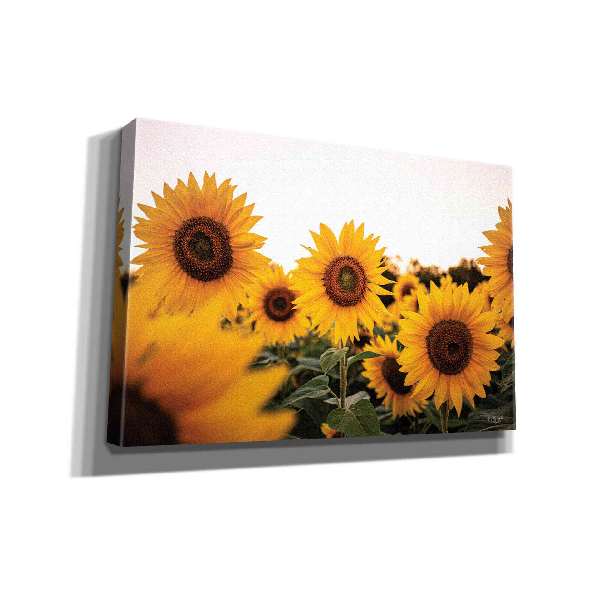 'Sunflower Field' by Donnie Quillen Canvas Wall Art