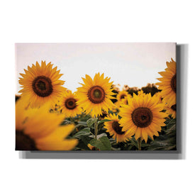 'Sunflower Field' by Donnie Quillen Canvas Wall Art