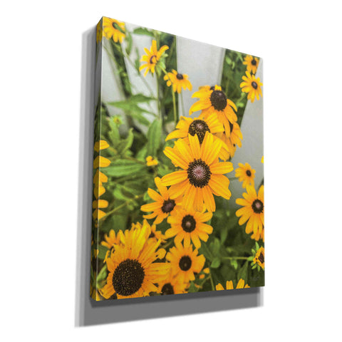 Image of 'Bed of Yellow' by Donnie Quillen Canvas Wall Art