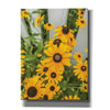 'Bed of Yellow' by Donnie Quillen Canvas Wall Art