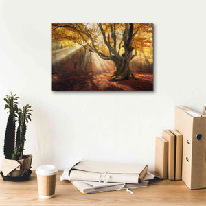 'Enchanted Forest' Canvas Wall Art,18 x 12