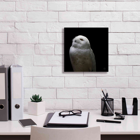 Image of 'Snowy Owl Looks to the Sun' by Nathan Larson, Canvas Wall Art,12 x 12